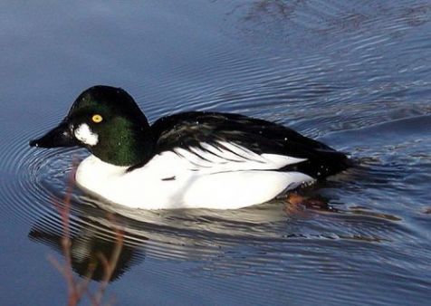 Brilduikers als deze laten zich steeds minder vaak zien in onze contreien. (foto: Adrian Pingstone)