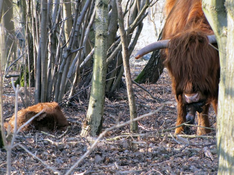 Schotse Hooglanderkoe probeert de moederkoek te verorberen (foto: Jaaps Rooks)