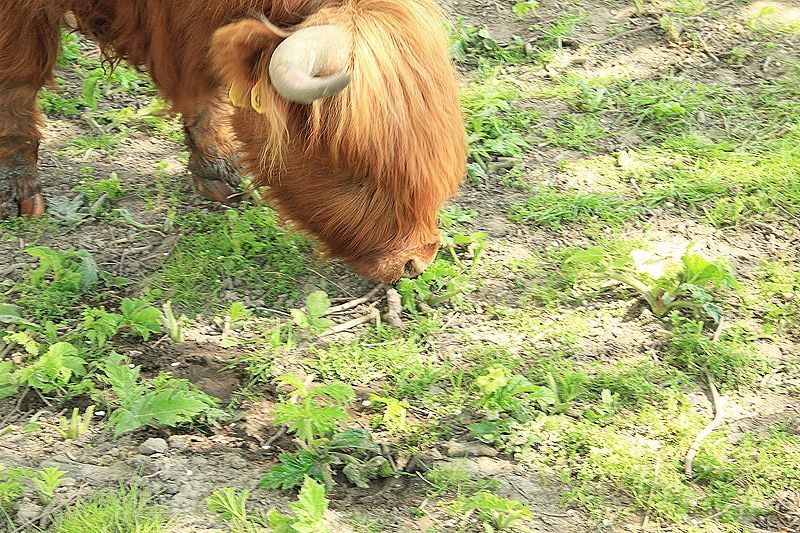 Schotse Hooglanders eten eind mei nog steeds volop van de reuzenberenklauw (Roeland Vermeulen)