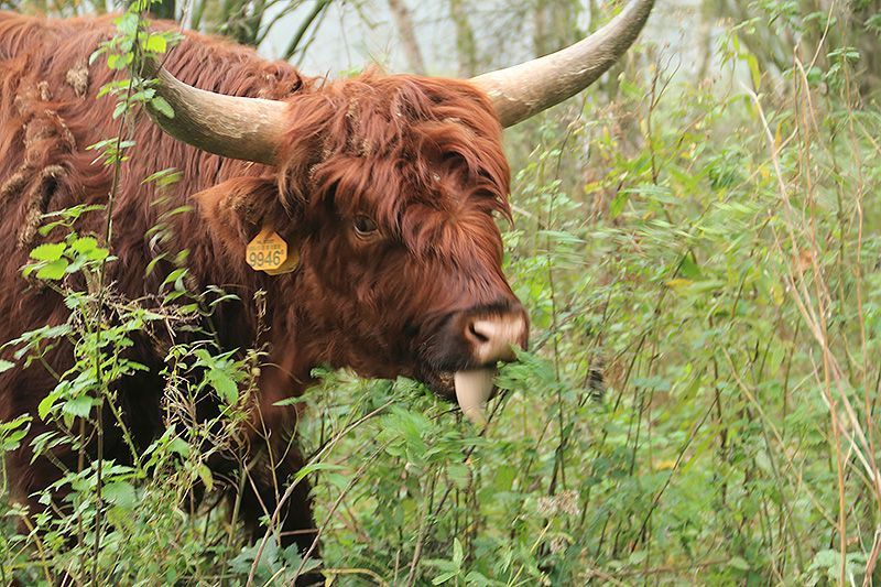 Schotse Hooglander snoept het blad van de brandnetel af (foto: Roeland Vermeulen)