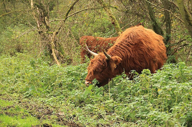 Schotse Hooglander grazend van brandnetel (foto: Roeland Vermeulen)