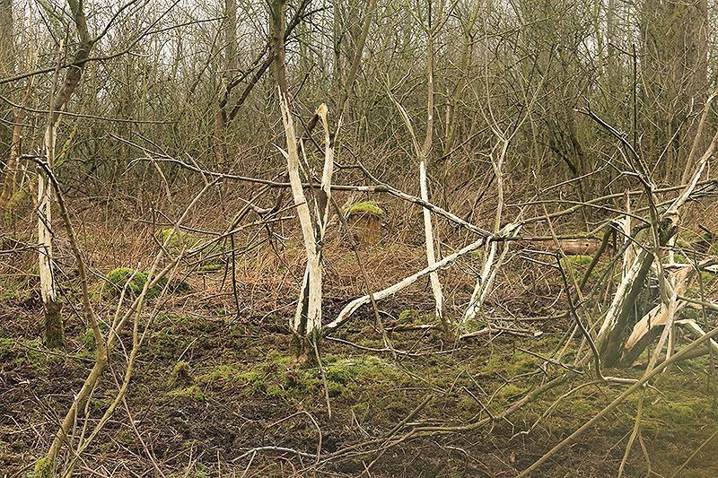 Bastvraat aan kardinaalsmutstruweel (foto: Roeland Vermeulen)