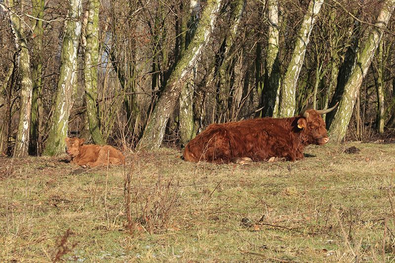 Schotse Hooglander met kalf begin februari (foto: Roeland Vermeulen)