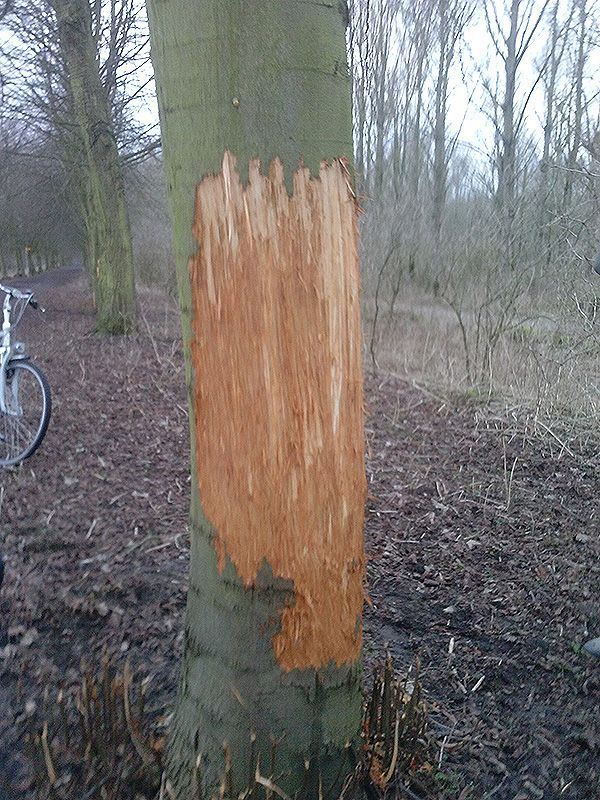 Linde geschild door Schotse Hooglander (foto: Jaap Rooks)