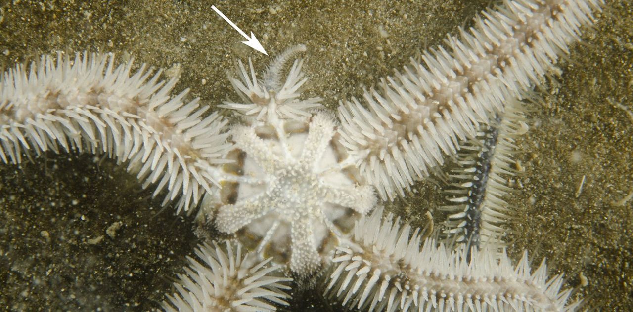 Deze brokkelster is waarschijnlijk ten prooi gevallen aan een hongerige krab. Eén arm is afgerukt maar duidelijk is te zien dat deze ook weer aan het aangroeien is (foto: Peter H van Bragt)