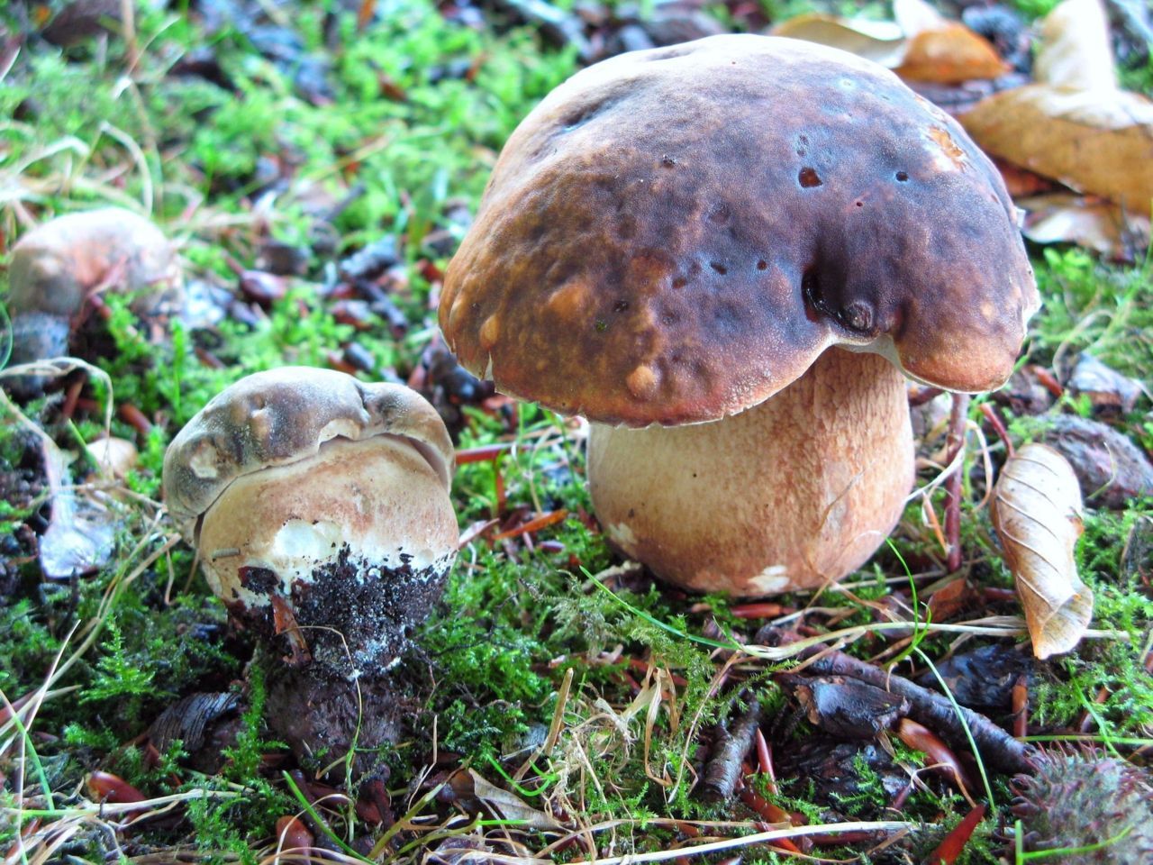 Bronskleurig eekhoorntjesbrood komt alleen in lanen voor (foto: Martijn Oud)