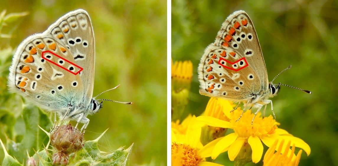 De ’hockeystick’ bij bruin blauwtje (rechts). Bij icarusblauwtje (links) staan de stippen in een rechte lijn (foto’s: Kars Veling)