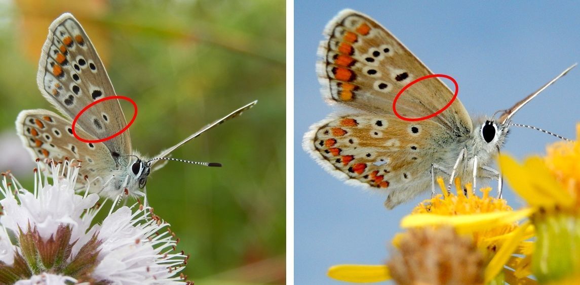 Icarusblauwtje (links) heeft wortelvlekken, die bij bruin blauwtje (rechts) ontbreken (foto’s: Kars Veling)