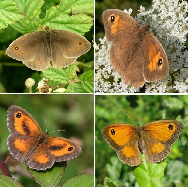 Bruin zandoogje (boven) en oranje zandoogje (beneden), mannetjes links, vrouwtjes rechts (foto’s: Marian Schut, Henri Peters & Kars Veling)