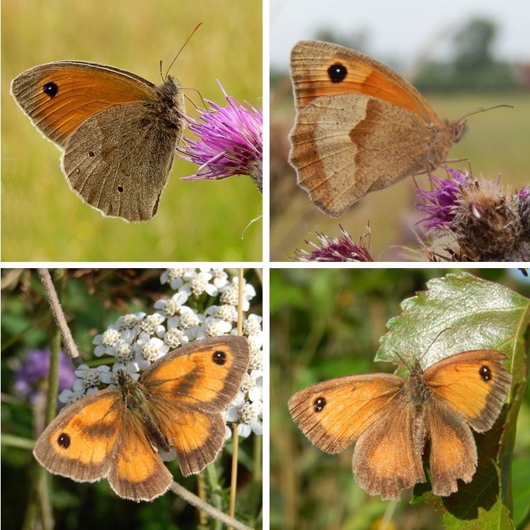 Boven: bruin zandoogje onderzijde, man links en vrouw rechts. Onder: oranje zandoogje bovenzijde, man links en vrouw rechts (foto’s: Kars Veling)