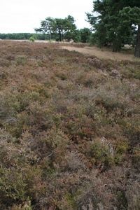 Bruine heide door heidehaantje (foto: Kars Veling)