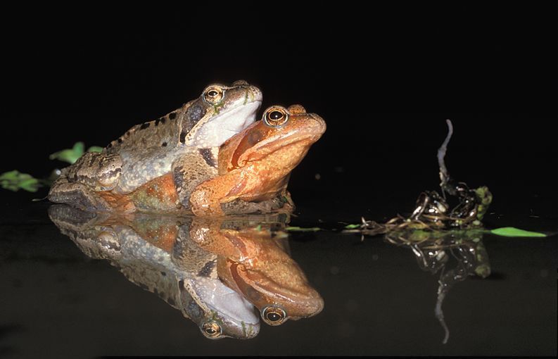 Normaal vatten Bruine kikker de trek aan begin maart. Dit jaar zit er dus een maand vertraging op. (foto: Norbert Huys)