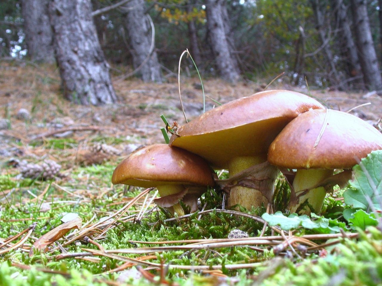 Bruine ringboleten bevorderen de waterafstotendheid in de bodem (foto: Martijn Oud)