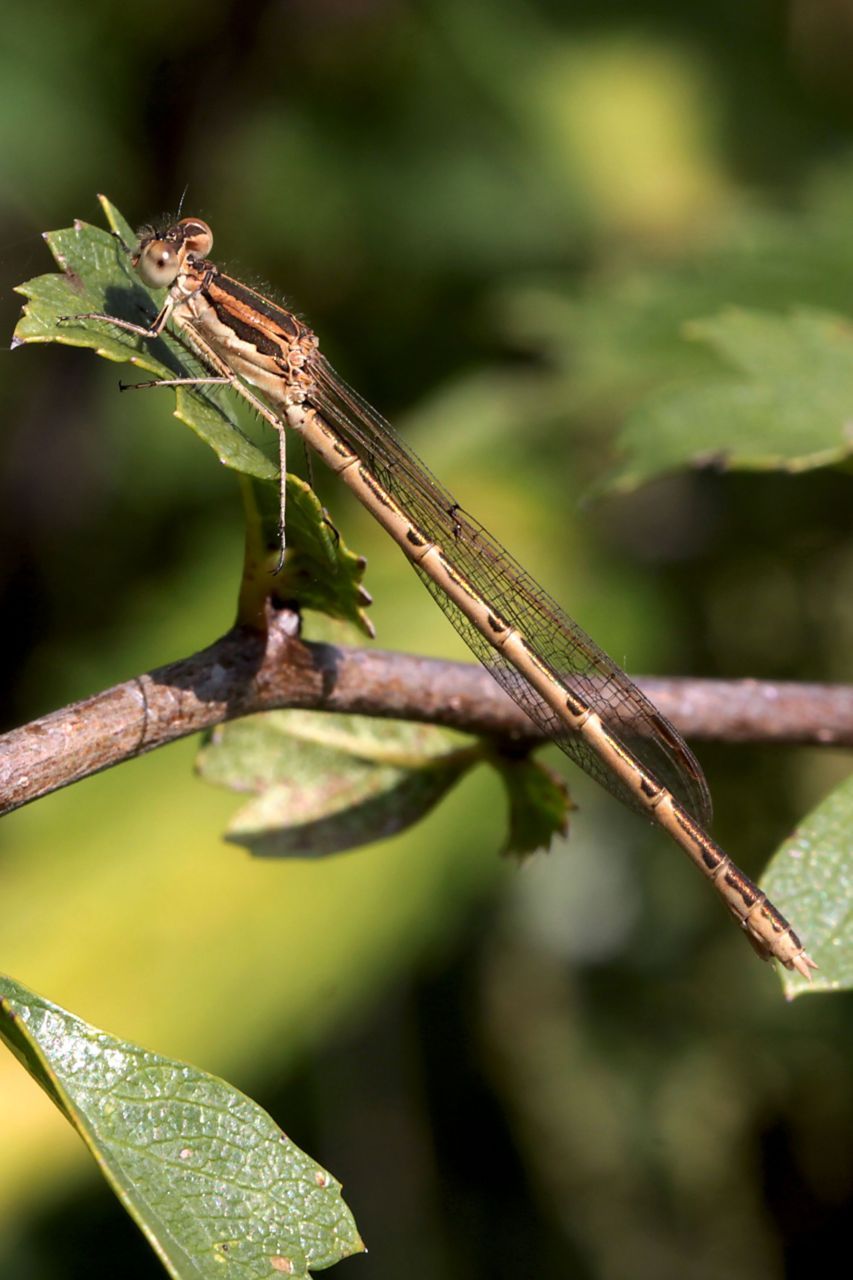 De Bruine winterjuffer is de enige libellensoort in Vlaanderen die als volwassen libel overwintert. (foto: Kars Veling)