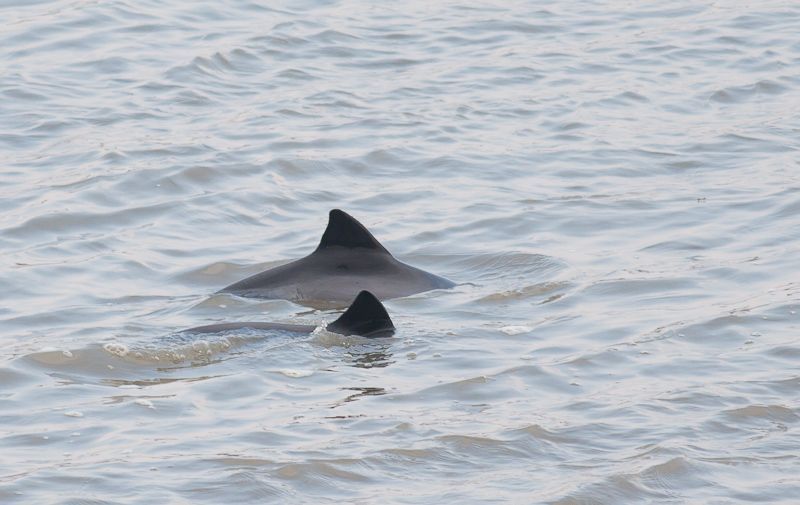 Ondanks de verhoogde alertheid werd dit voorjaar maar één bruinvis waargenomen tegenover 150 exemplaren vorig jaar (Foto: Joachim Pintens)