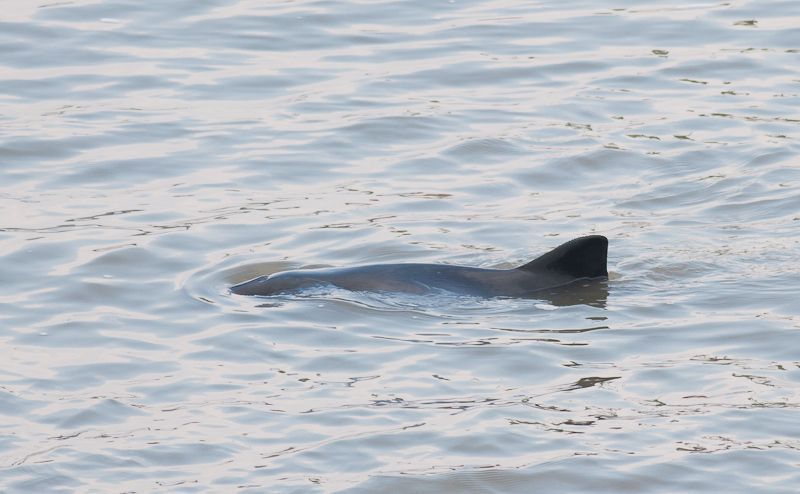 Mogelijk zwemmen Bruinvissen hun prooien achterna op de Schelde. (foto: Joachim Pintens)