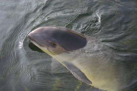 Bruinvis (foto: Richard Witte van den Bosch)