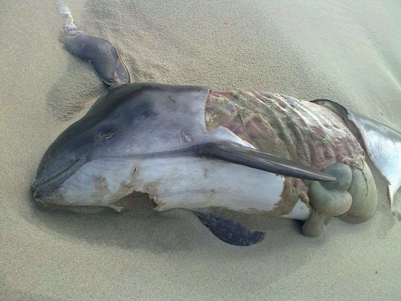 Verminkte bruinvis, aangespoeld bij Ouddorp (ZH), 18-09-2012 (foto: Cees van Hoven)