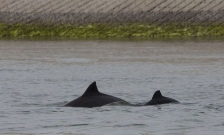 Bruinvis met kalf in Oosterschelde (foto: Wouterjan Strietman)