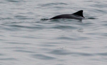 Bruinvis in de Oosterschelde (foto: WouterJan Strietman)