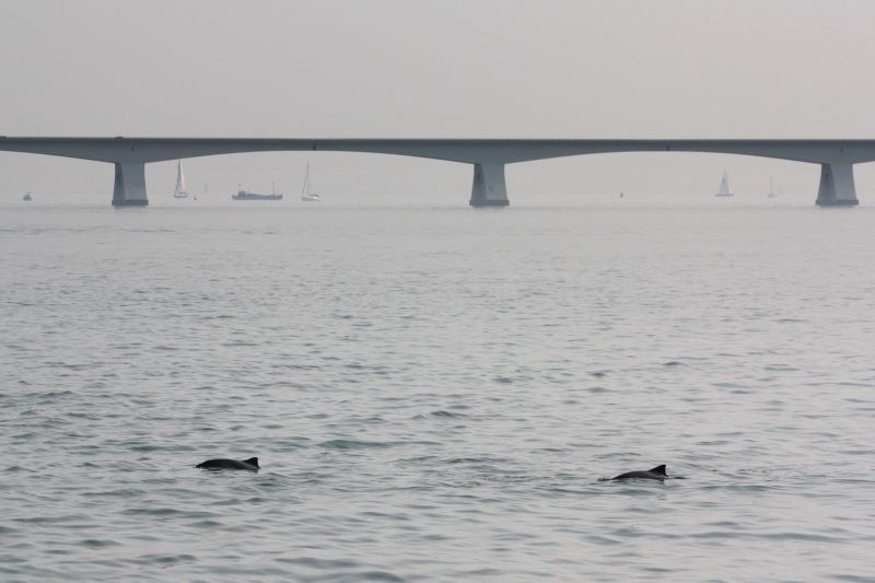 Bruinvissen bij Zeelandbrug, Zierikzee (foto: W.J. Strietman)