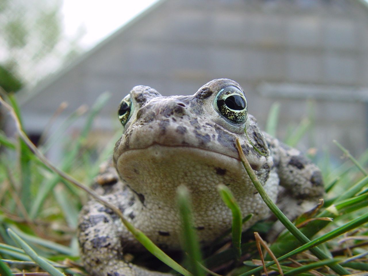 Rugstreeppad in Noordoostpolder: nog steeds goed beschermd maar geen obstakel voor ondernemers en projectontwikkelaars meer (foto: Arnold van Rijsewijk)