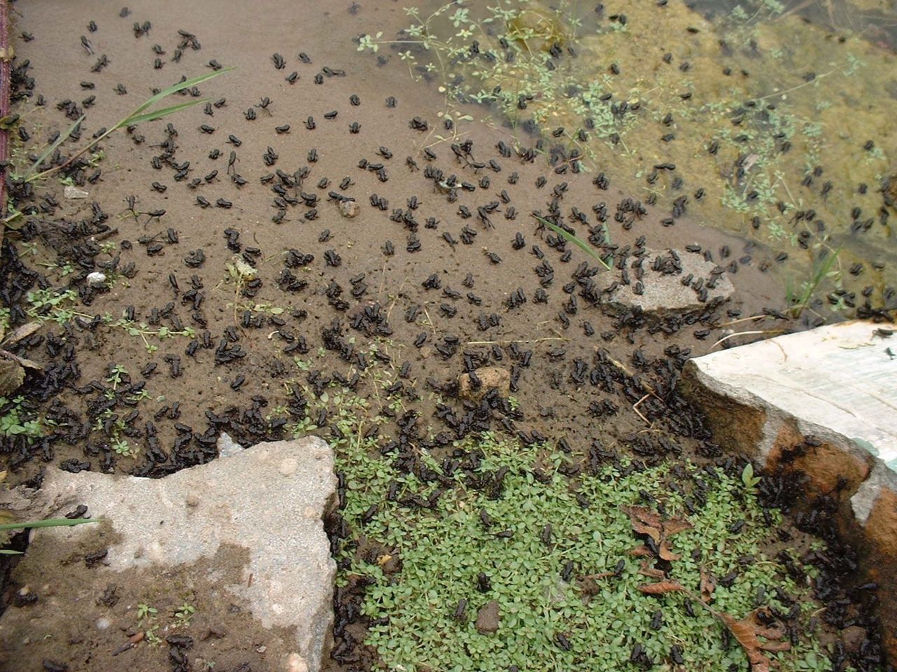 Deze oever ziet zwart van de kleine padden (foto: Gerard Smit)