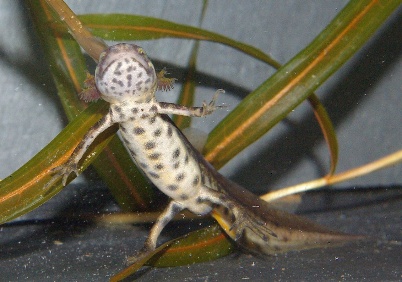 Neotiene kleine watersalamander, gevonden in een tuin in Eindhoven (foto: Sergé Bogaerts)