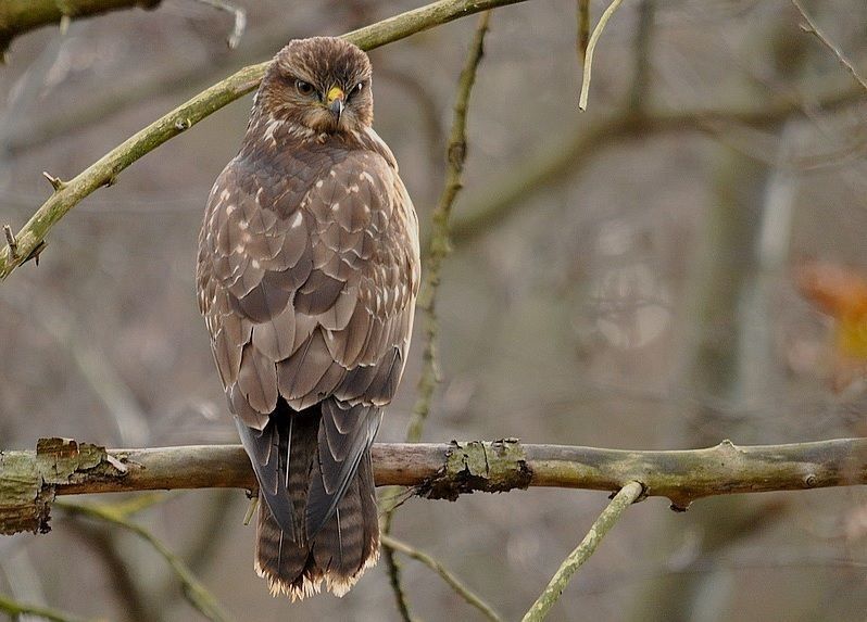 Bospaden doorkruisen vaak het territorium van een Buizerd met grote jongen. (foto: Dieder Plu)