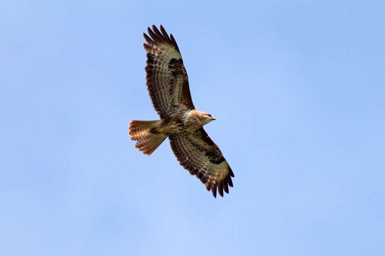 Onder andere buizerds zijn regelmatig het slachtoffer van geweld (foto: Koos Dansen)