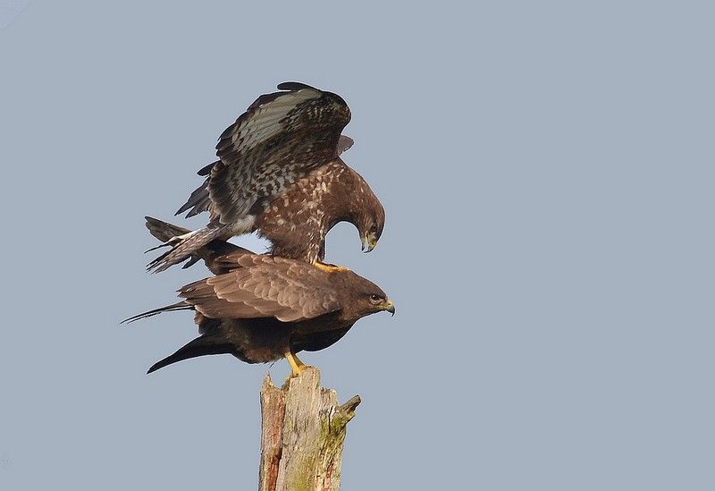 Copulerende Buizerds van de intermediaire fase (foto: Dieder Plu)