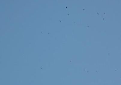 Klein Falsterbo: een wolkje buizerds boven de Eltenberg (foto: Jan Schoppers)