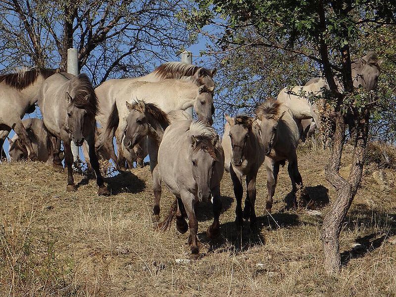 Koniks verkennen hun nieuwe leefgebied in de Bulgaarse Rhodopen (foto: Iris de Boer)