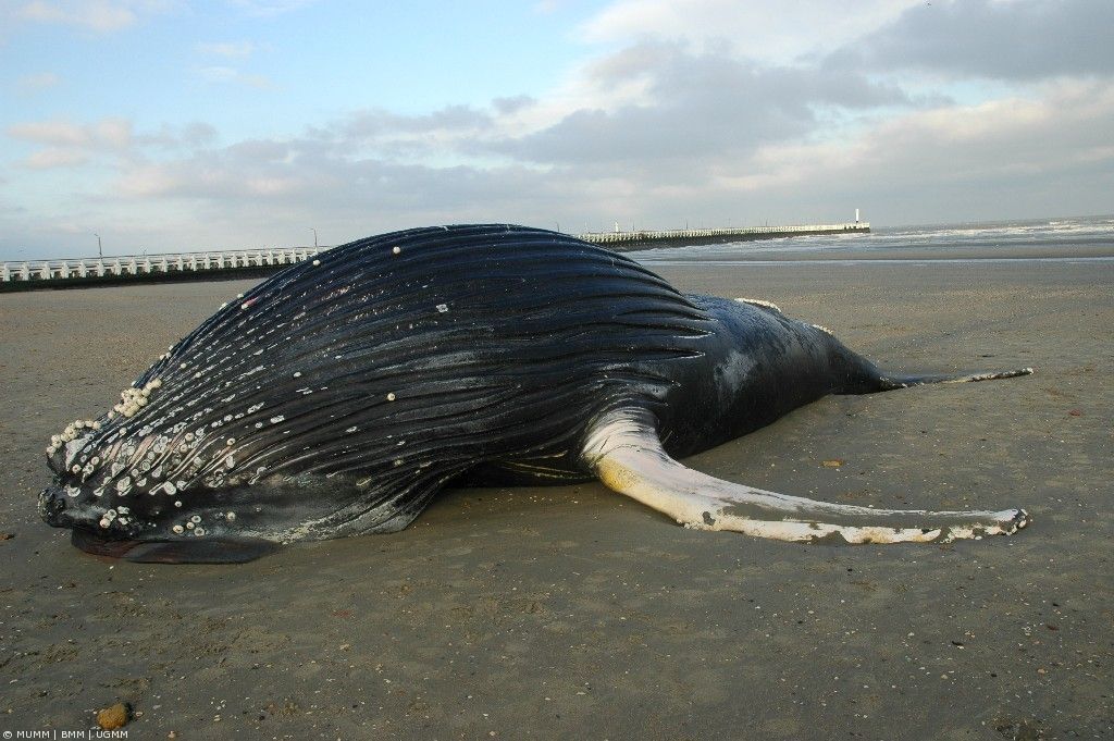 De dode Bultrug die op 5 maart 2006 aanspoelde op het strand van Nieuwpoort (foto: Jan Haelters, MUMM/BMM/UGMM)