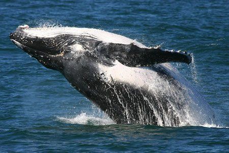 Bultrug, Humpback whale (foto: St.Maarten Nature Foundation)