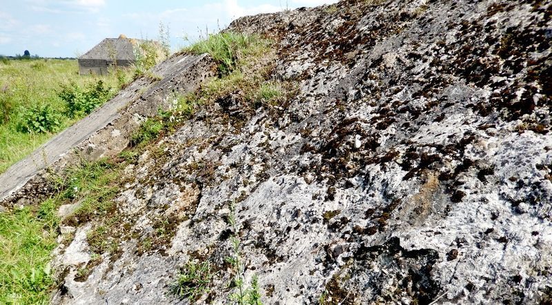 Grassen op of bij deze bunker hebben net wat hogere temperaturen voor de rupsen (foto: Kars Veling)