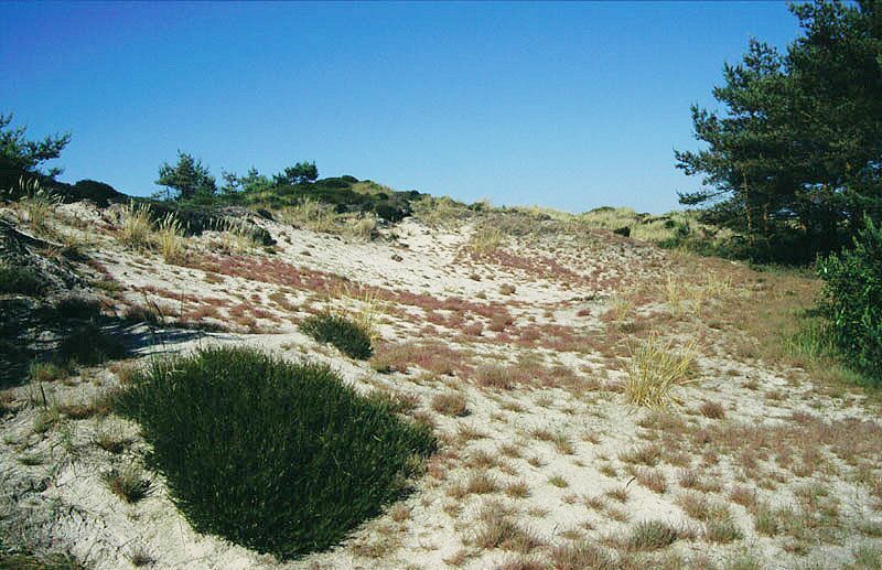 Grijze duinen (foto: Marijn Nijssen)