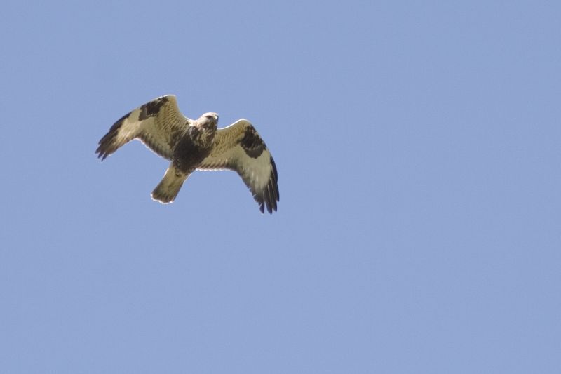 Ruigpootbuizerd (foto: Saxifraga-Mark Zekhuis)