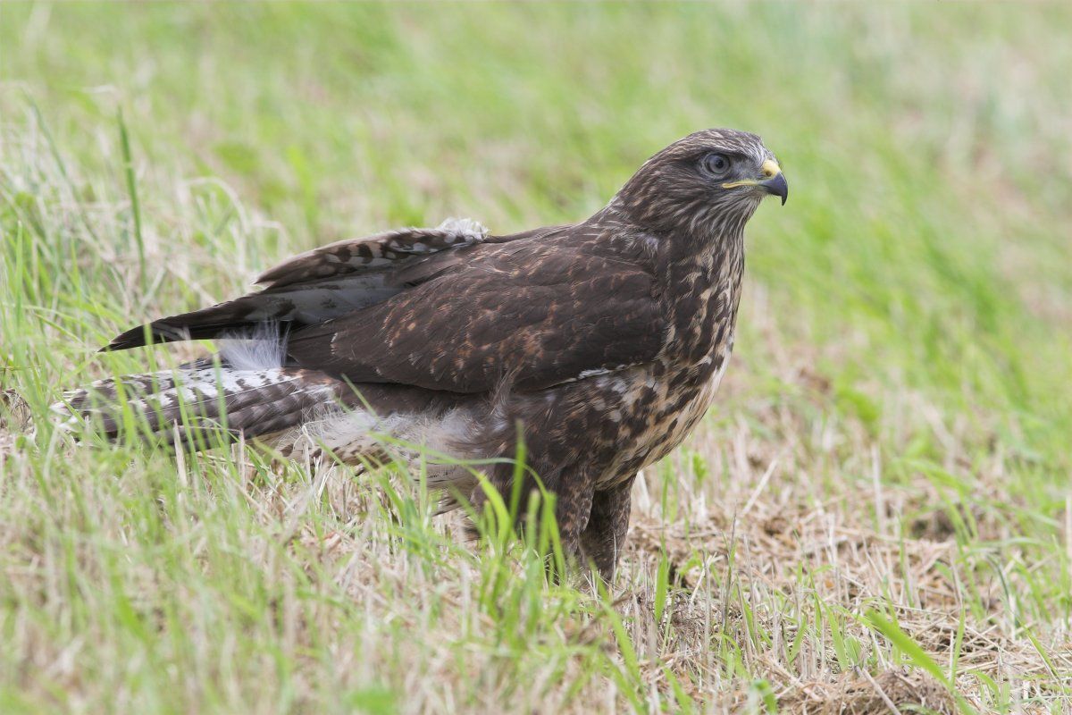 Buizerd (foto: Martin Mollet)