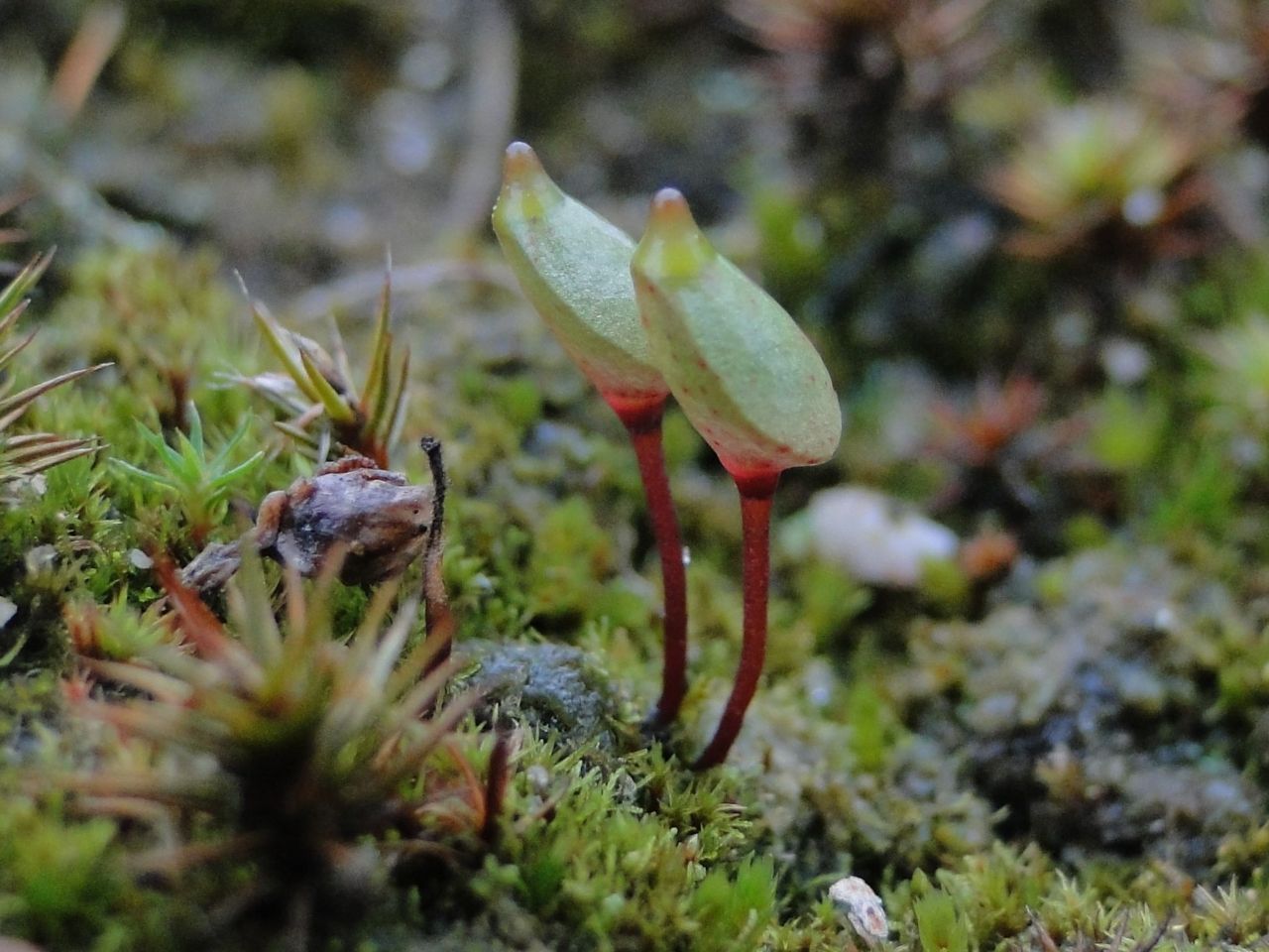 Kaboutermos tussen Ruig haarmos in Elspeet (foto: Henk-Jan van der Kolk)