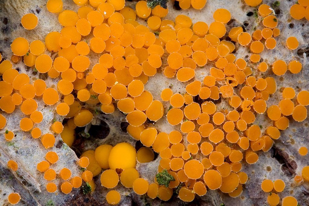 Het Klein oranje zandschijfje groeit altijd op een kluitje bij elkaar (foto: Gerben Winkel)