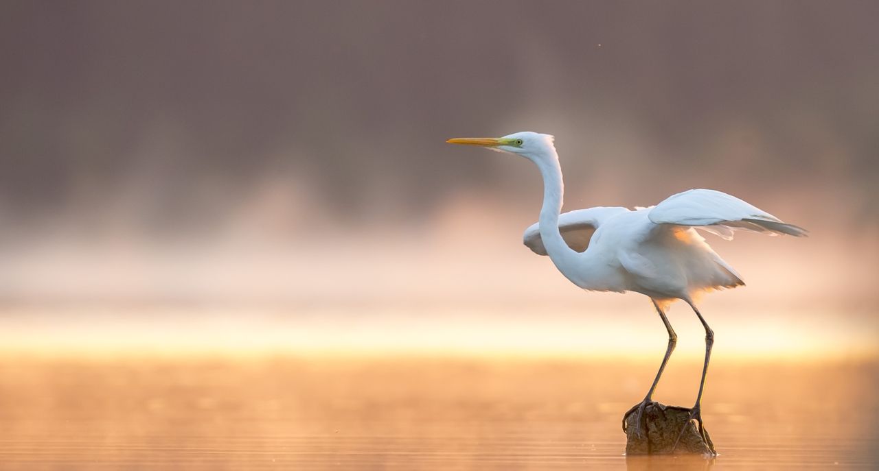 Twee rode Amerikaanse rivierkreeften uit een uitgegraven kreeftenhol (foto: Bram Koese)