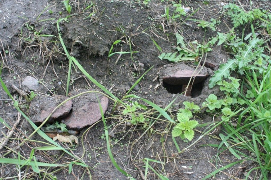 Met zijn snelle verkleuringen deed de Toverchampignon zijn ontdekkers onwillekeurig aan populair snoepgoed denken. (foto: Yves Joris) 