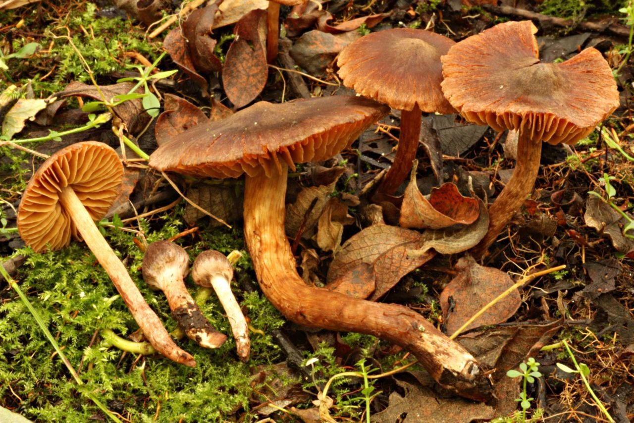 De Roodbruine moerasgordijnzwam, een nieuwe gordijnzwam voor de wetenschap (foto: André de Haan) 