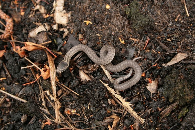 De eerste jonge gladde slang van 2010 gevonden in de Kempen te Brabant (foto: Arnold van Rijsewijk)