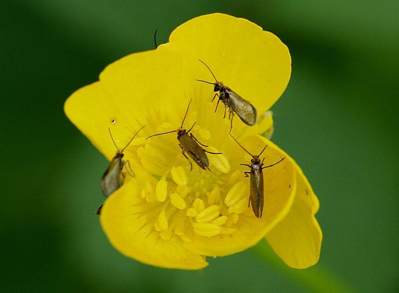 Dotterbloemoermotjes zitten vaak bovenop boterbloemen (foto: Leo Janssen)