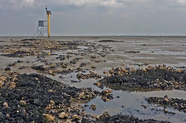 Camerapaal op de Wadden (foto: Joost Versfelt)