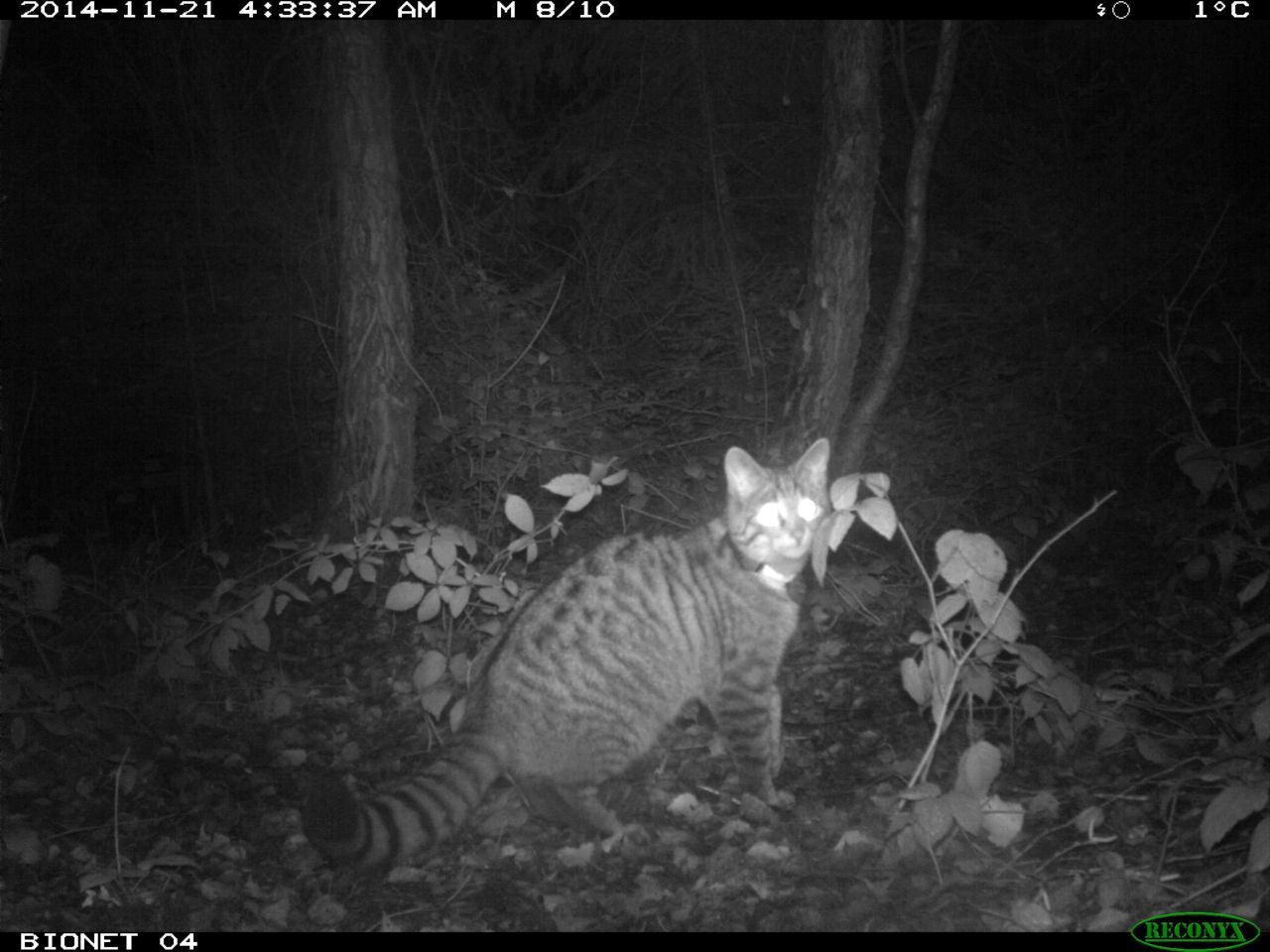 Gezenderde wilde kat voor de cameraval (foto: Bionet Natuuronderzoek)