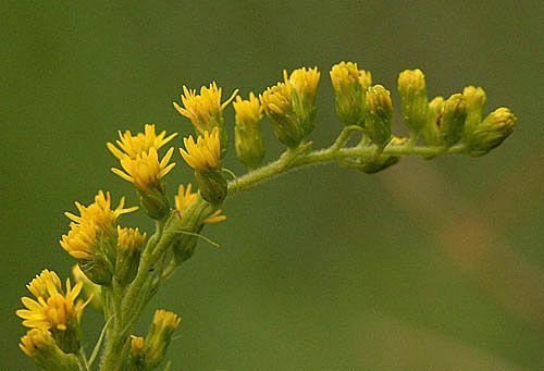 Mooie bloemen en veel nectar, maar Canadese guldenroeden hebben ook een negatieve impact op heel wat inheemse plantensoorten. (foto: Leo Janssen)