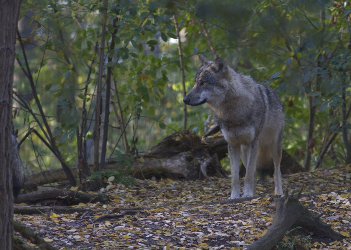 Wolf (foto: Mark Zekhuis)